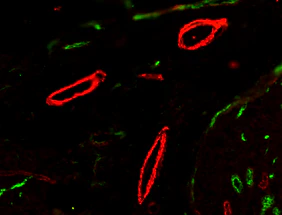 Alexa Fluor® 647 Goat anti-mouse IgG (minimal x-reactivity)