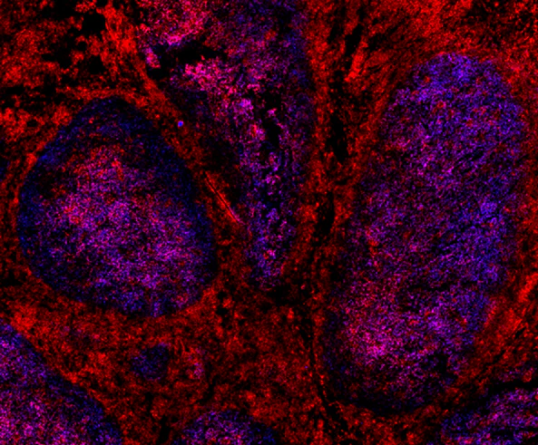Alexa Fluor® 647 Goat anti-rat IgG (minimal x-reactivity)