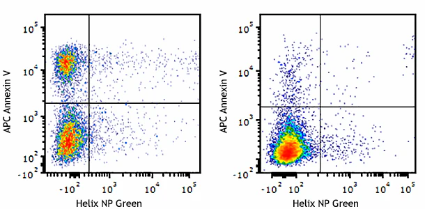 APC Annexin V