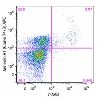 APC anti-Annexin A1