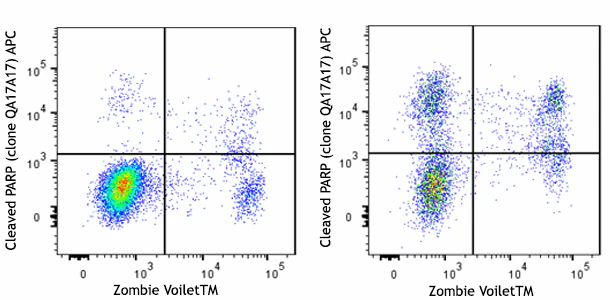 APC anti-Cleaved PARP (Asp214) Recombinant - Image 2
