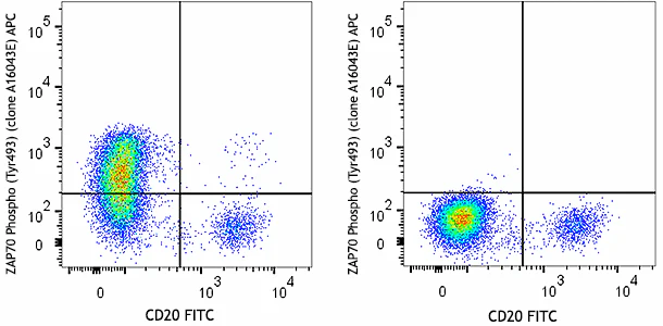 APC anti-human ZAP70 Phospho (Tyr493)