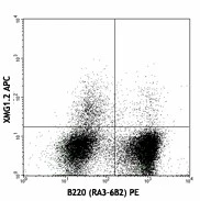 APC anti-mouse IFN-γ