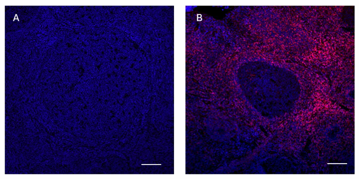 APC anti-mouse TCR Vγ4