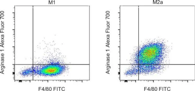 Arginase 1 Monoclonal Antibody (A1exF5), Alexa Fluor 700, eBioscience
