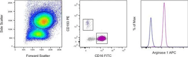 Arginase 1 Monoclonal Antibody (A1exF5), APC, eBioscience