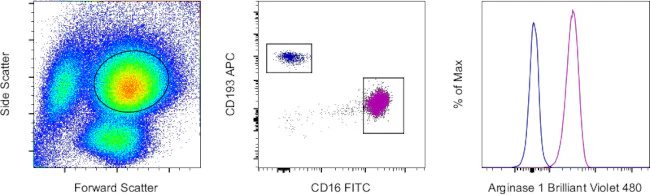 Arginase 1 Monoclonal Antibody (A1exF5), Brilliant Violet 480, eBioscience