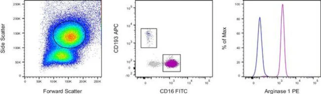 Arginase 1 Monoclonal Antibody (A1exF5), PE, eBioscience