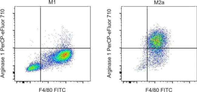Arginase 1 Monoclonal Antibody (A1exF5), PerCP-eFluor 710, eBioscience