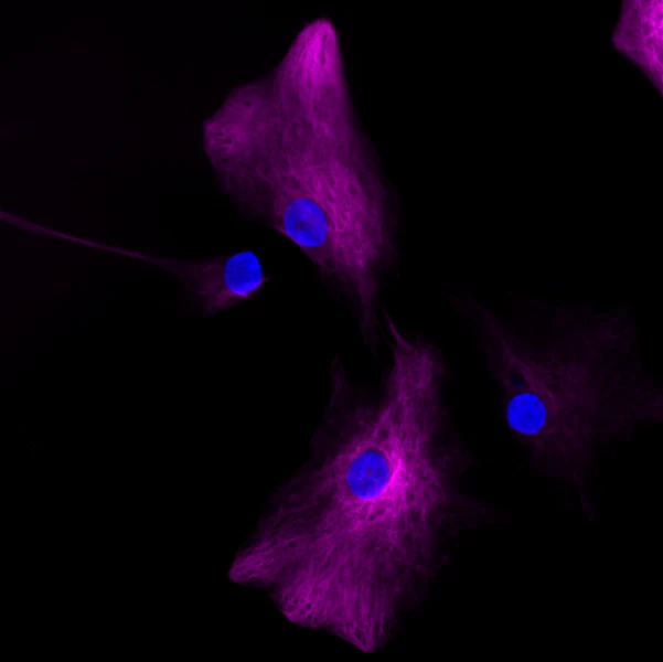 Brilliant Violet 421™ anti-GFAP - Image 2