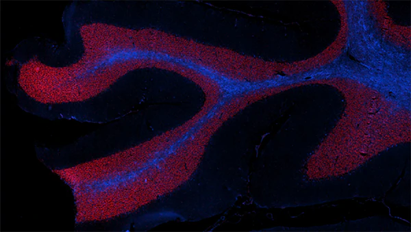 Brilliant Violet 421™ anti-GFAP - Image 3