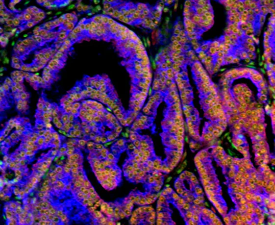 Brilliant Violet 421™ anti-human CD107b (LAMP-2) - Image 2