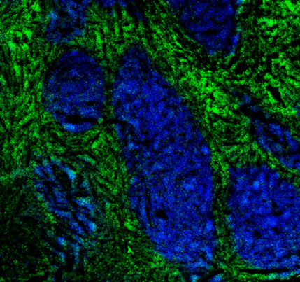 Brilliant Violet 421™ anti-human CD20 - Image 3