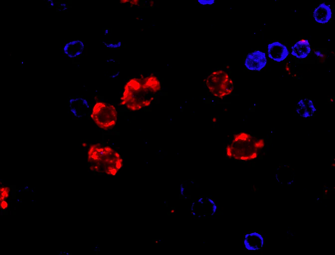 Brilliant Violet 421™ anti-human CD3 - Image 2