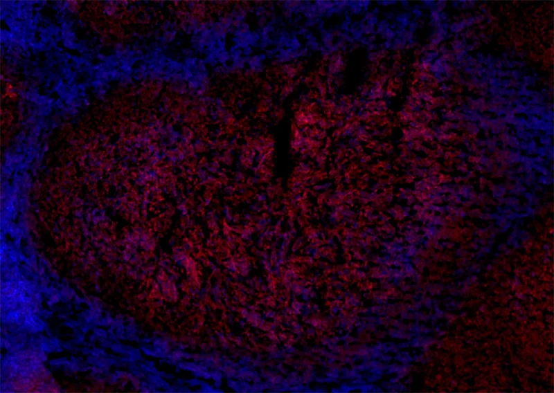 Brilliant Violet 421™ anti-human CD3 - Image 3