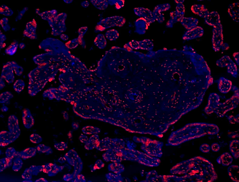 Brilliant Violet 421â„¢ anti-human CD39 - Image 3