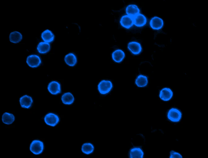 Brilliant Violet 421â„¢ anti-human CD4 - Image 3