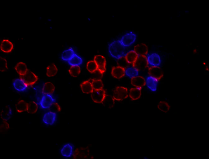 Brilliant Violet 421™ anti-human CD4 - Image 2