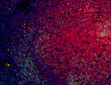 Brilliant Violet 421™ anti-human CD45RO - Image 3