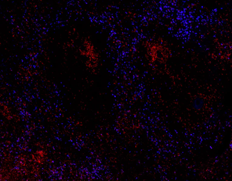 Brilliant Violet 421™ anti-human CD66a/c/e - Image 2
