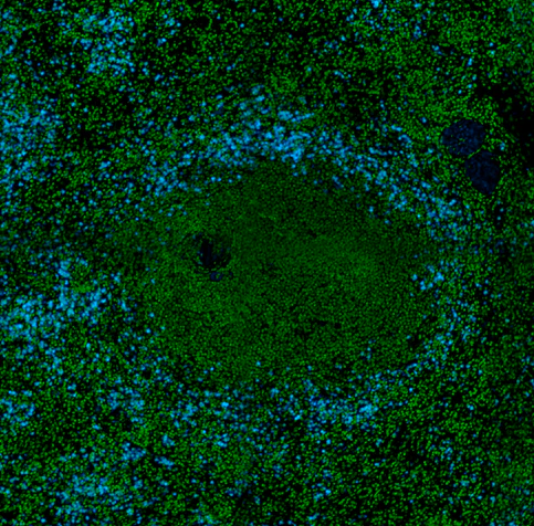 Brilliant Violet 421â„¢ anti-human CD66b - Image 2