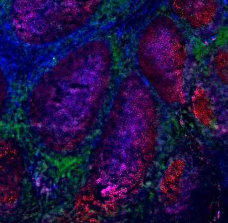 Brilliant Violet 421â„¢ anti-human CD73 (Ecto-5'-nucleotidase) - Image 2