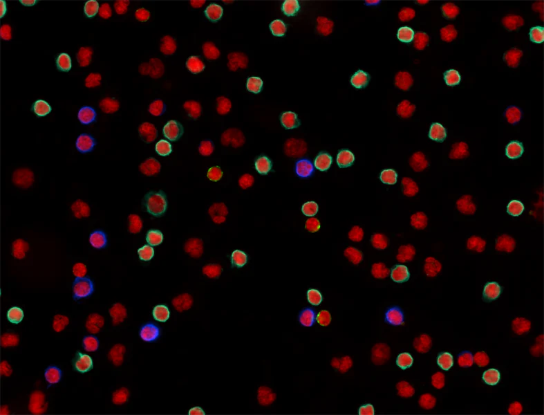 Brilliant Violet 421™ anti-human CD8a - Image 3