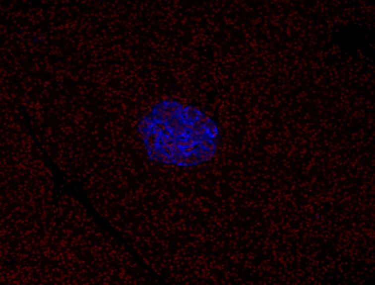 Brilliant Violet 421™ anti-human CD99 - Image 2