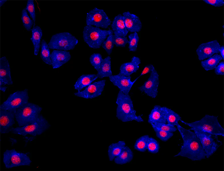 Brilliant Violet 421™ anti-human EGFR - Image 2