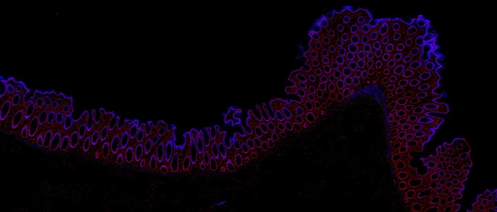 Brilliant Violet 421™ anti-human Galectin-9 - Image 2