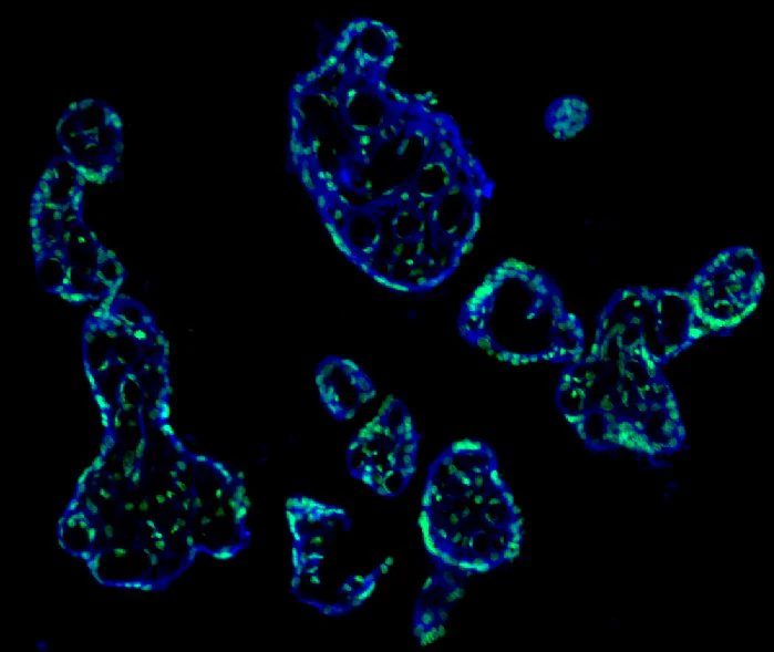 Brilliant Violet 421™ anti-human/mouse CD49f - Image 2