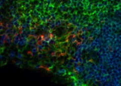 Brilliant Violet 421™ anti-mouse CD11c - Image 3