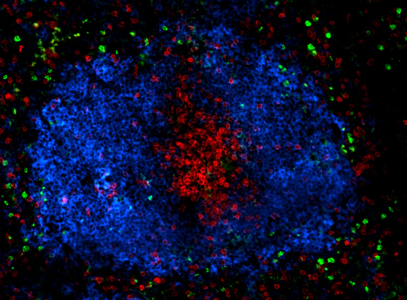 Brilliant Violet 421™ anti-mouse CD19 - Image 2