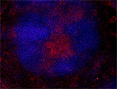 Brilliant Violet 421™ anti-mouse CD20 - Image 3