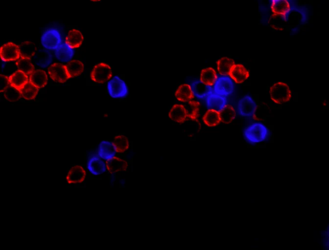 Brilliant Violet 421™ anti-mouse CD3ε - Image 3