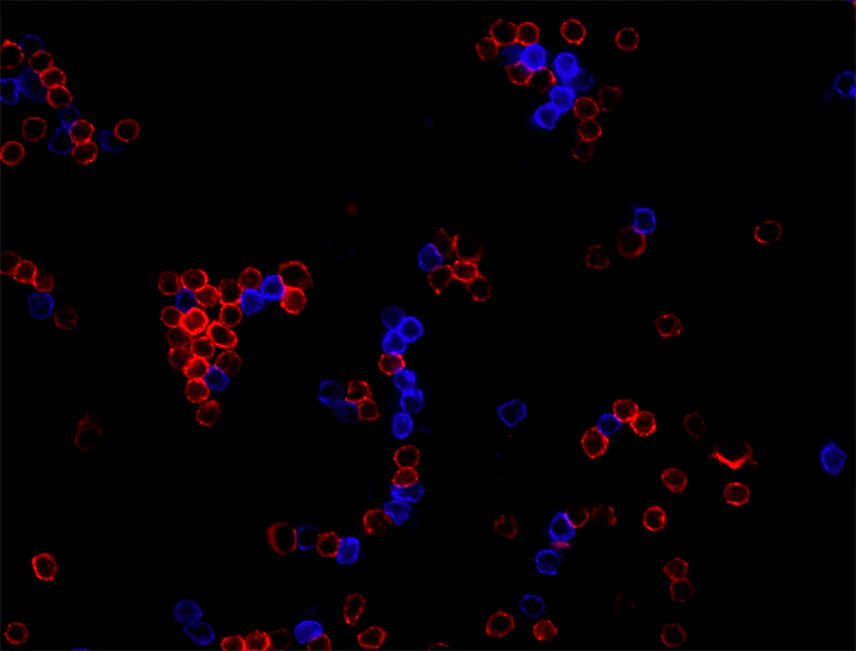Brilliant Violet 421™ anti-mouse CD3 - Image 3