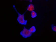 Brilliant Violet 421™ anti-mouse CD34 - Image 2