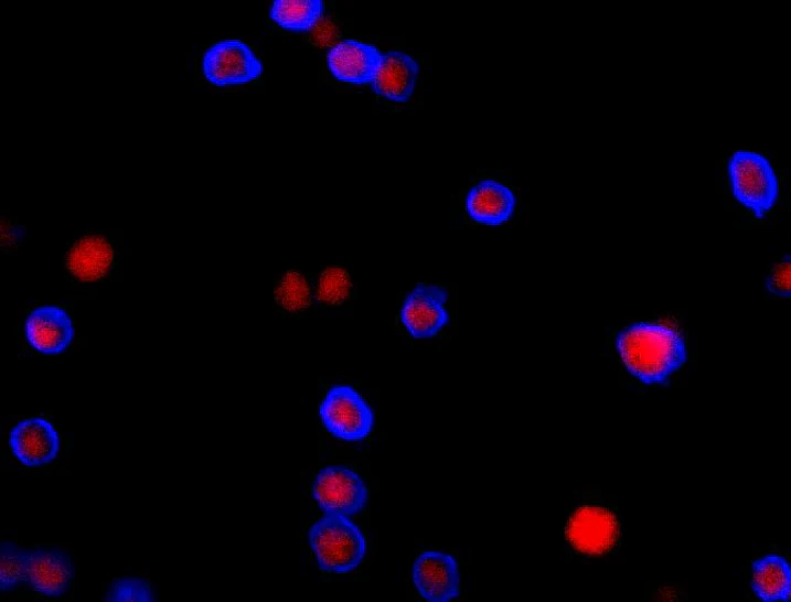Brilliant Violet 421â„¢ anti-mouse CD4 - Image 3