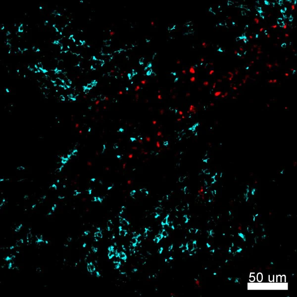 Brilliant Violet 421™ anti-mouse CD68 - Image 2
