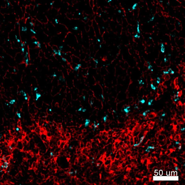 Brilliant Violet 421™ anti-mouse CD68 - Image 3