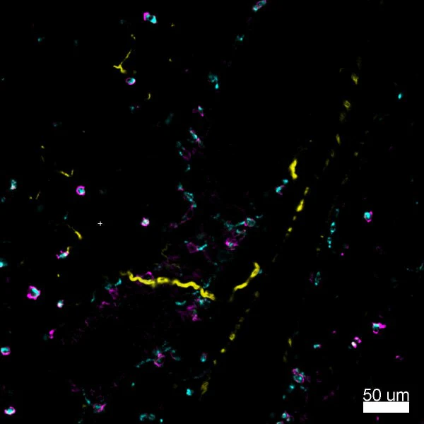 Brilliant Violet 421™ anti-mouse CD68 - Image 4