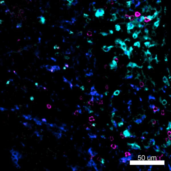 Brilliant Violet 421™ anti-mouse CD68 - Image 5