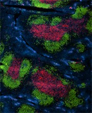 Brilliant Violet 421™ anti-mouse CD73 - Image 3