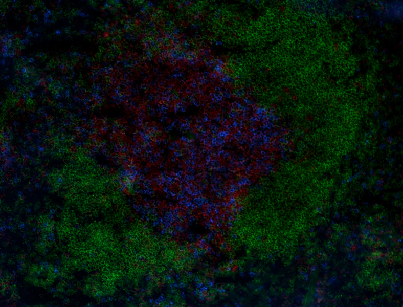 Brilliant Violet 421â„¢ anti-mouse CD8b (Ly-3) - Image 2