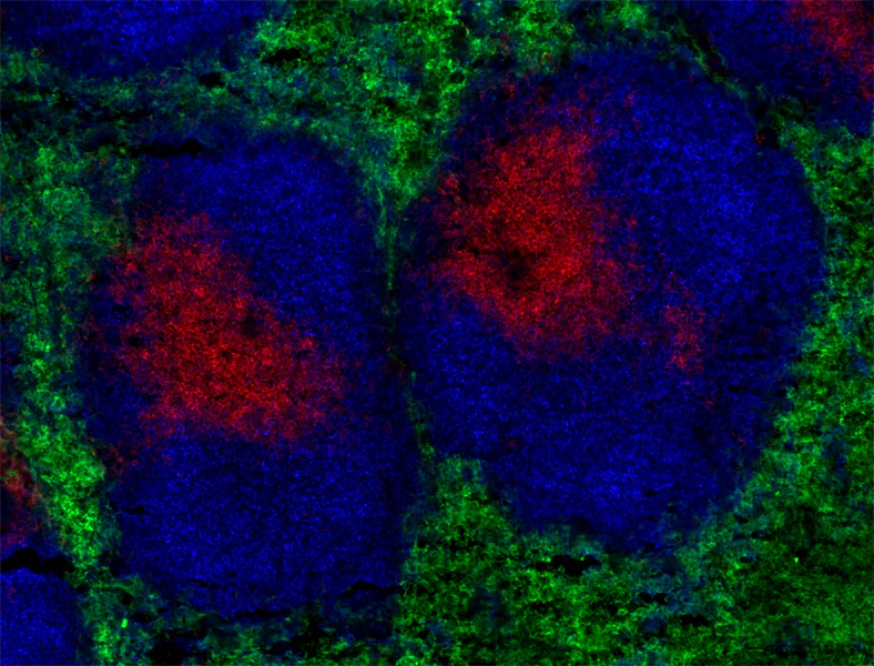 Brilliant Violet 421â„¢ anti-mouse/human CD45R/B220 - Image 2