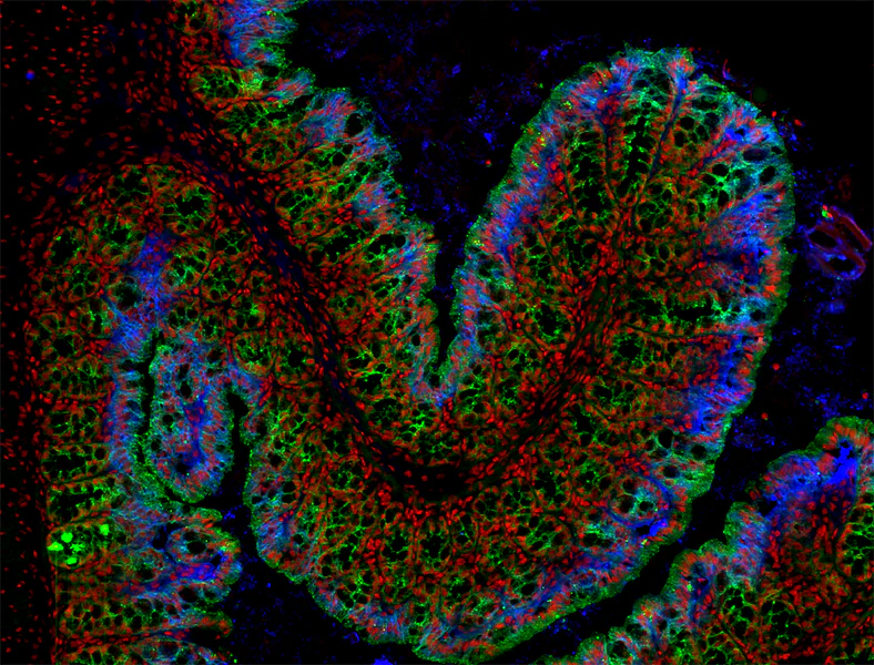Brilliant Violet 421™ anti-mouse/human Mac-2 (Galectin-3)