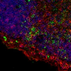 Brilliant Violet 421™ anti-mouse I-A/I-E - Image 2