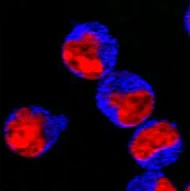Brilliant Violet 421™ Donkey anti-rabbit IgG (min. x-reactivity)