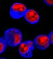 Brilliant Violet 421™ Goat anti-mouse IgG (minimal x-reactivity) - Image 2