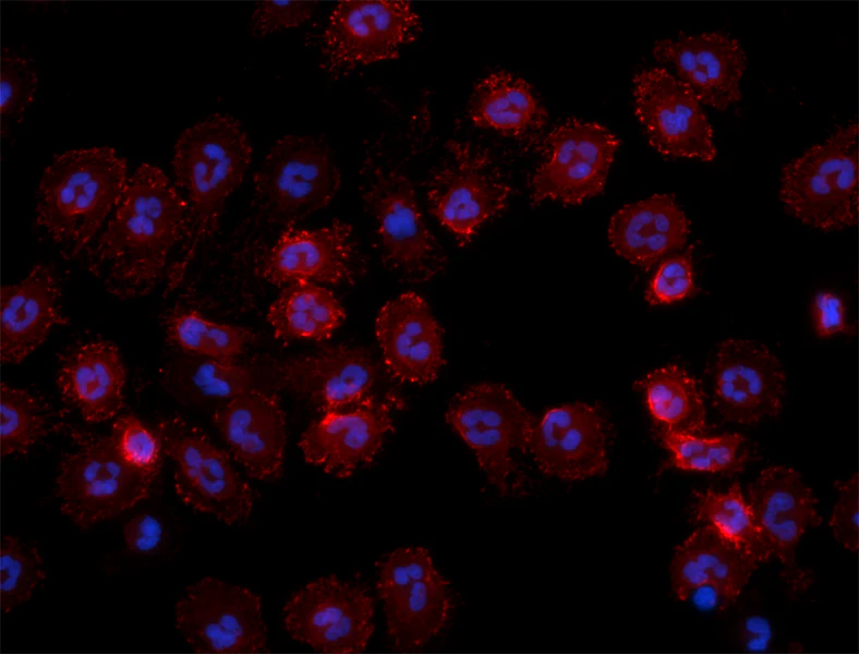 Brilliant Violet 510™ anti-human CD11b - Image 2